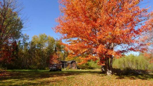 加拿大旅游签转学签是什么?