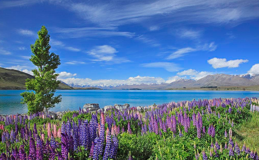 去新西兰读大学的条件