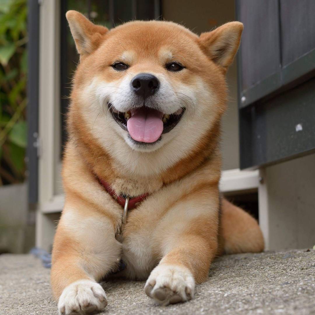 治愈系学科,你听过吗?